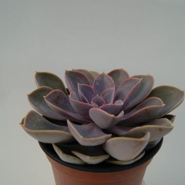 Echeveria perla de nuremberg